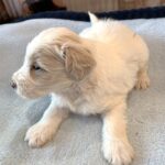 GEORGE – Schnoodle  $2300