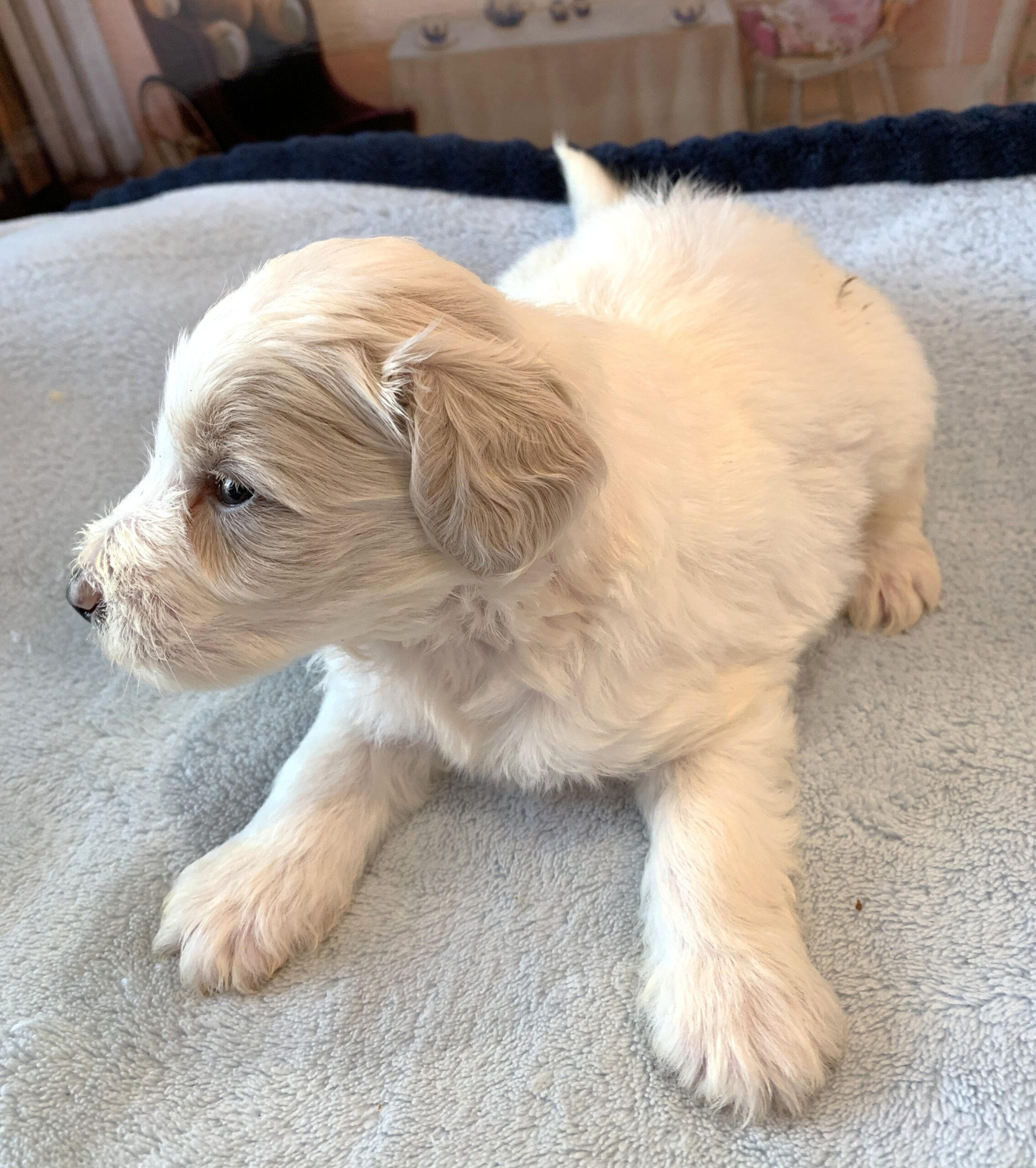 GEORGE – Schnoodle  $2300