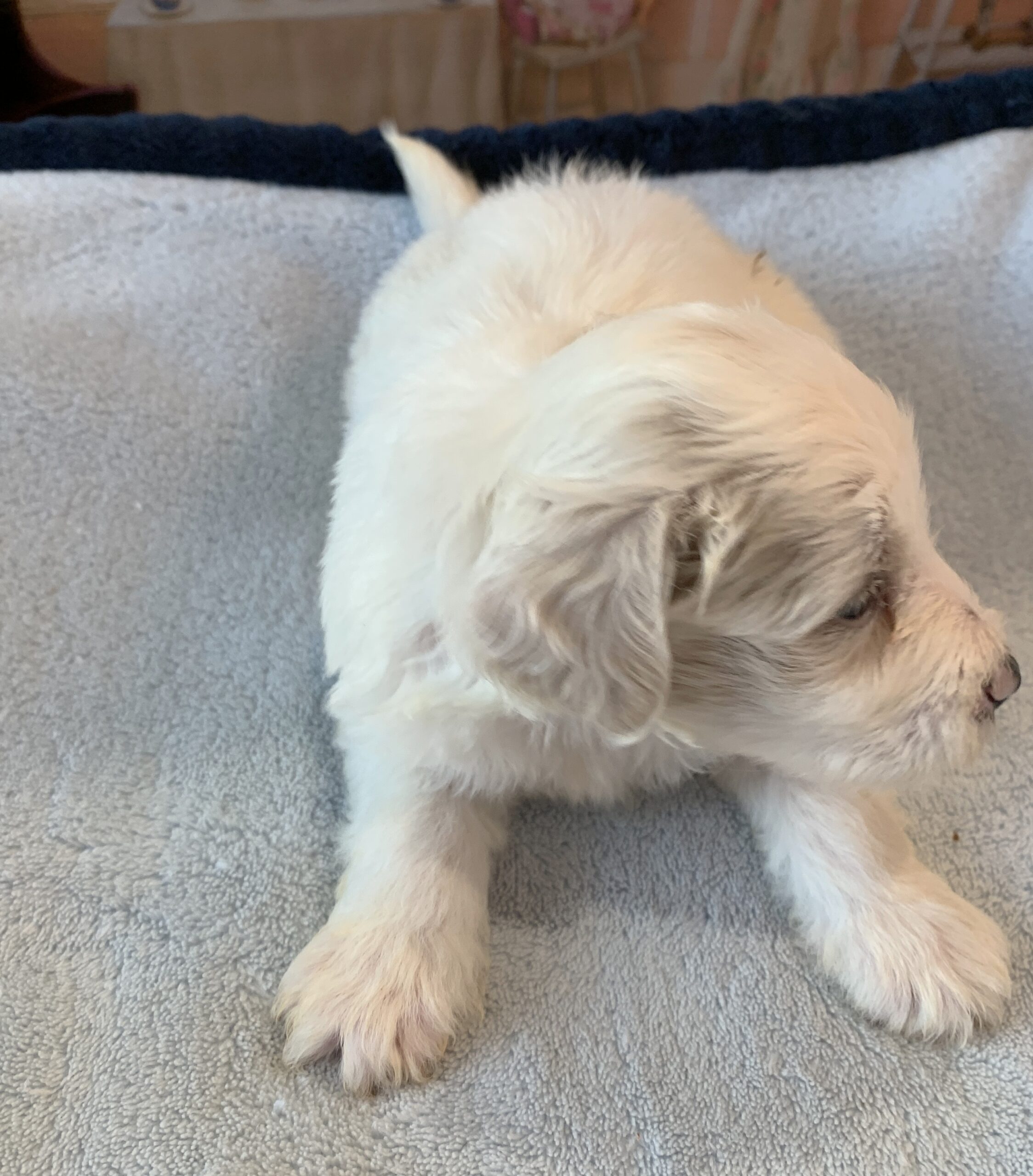 GEORGE – Schnoodle  $2300