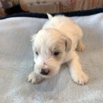 GEORGE – Schnoodle  $2300