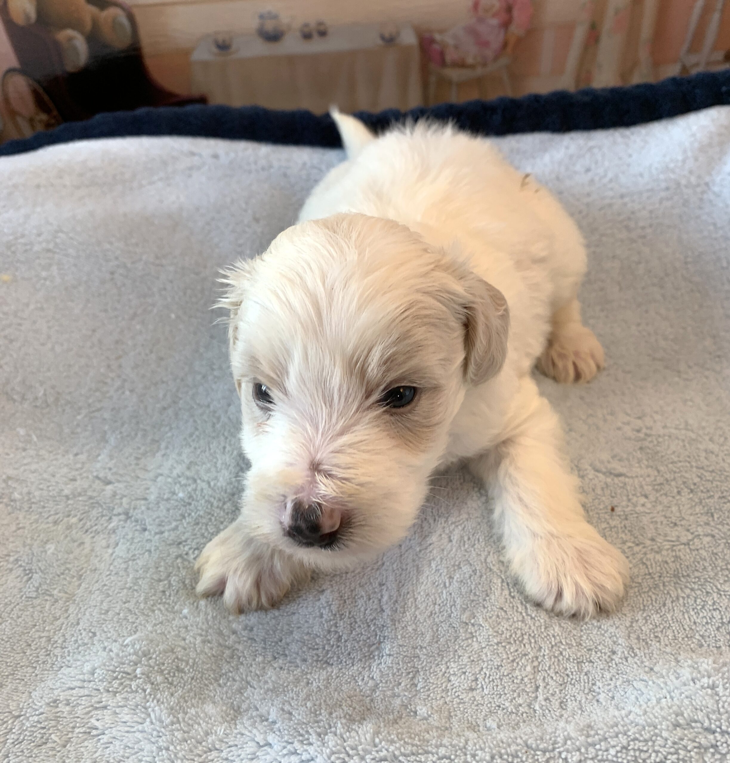 GEORGE – Schnoodle  $2300