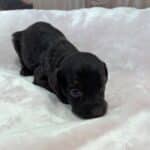 HEIDI – Schnoodle $2300