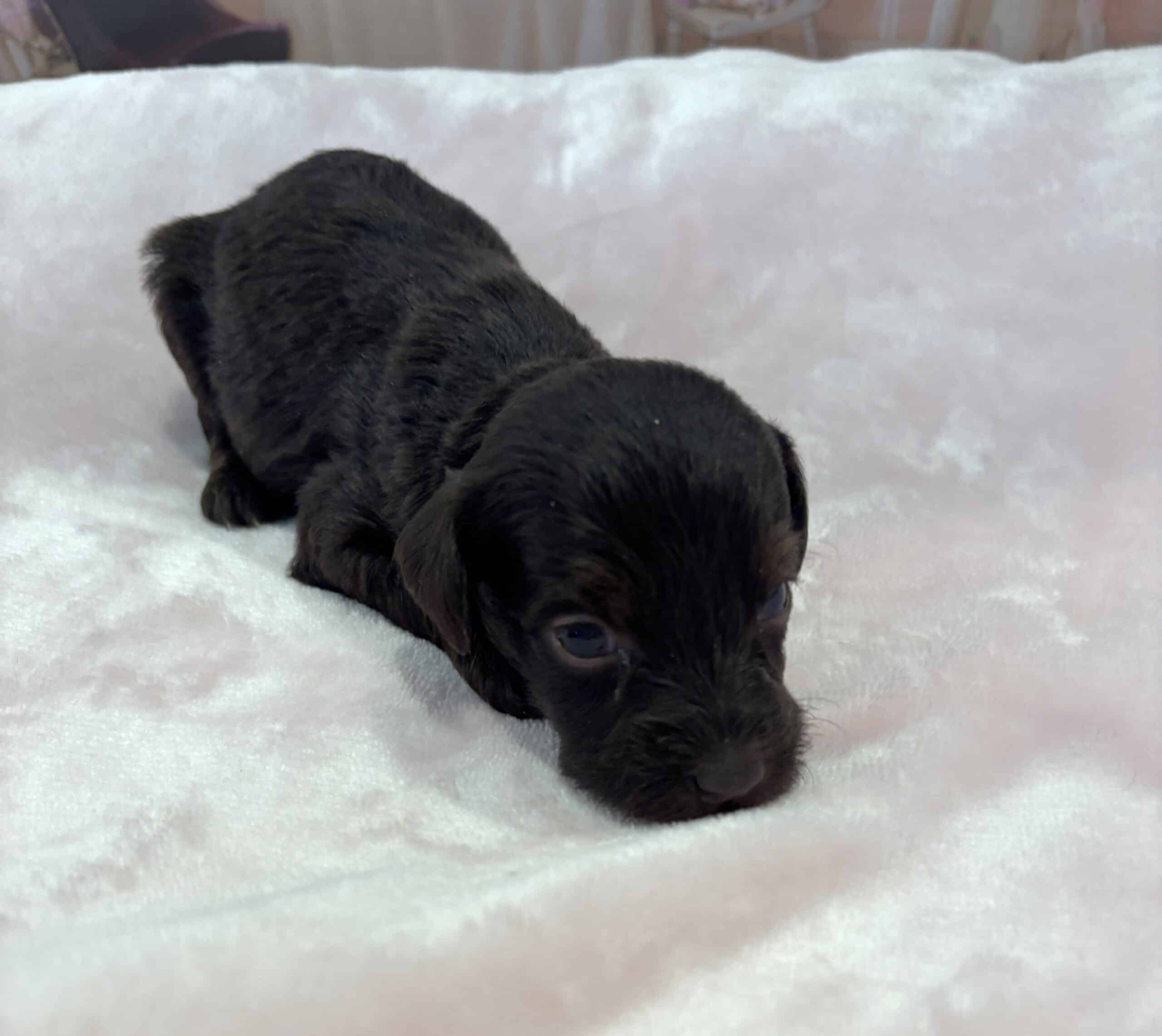 HEIDI – Schnoodle $2300