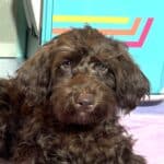 HEIDI – Schnoodle  NOW $2300