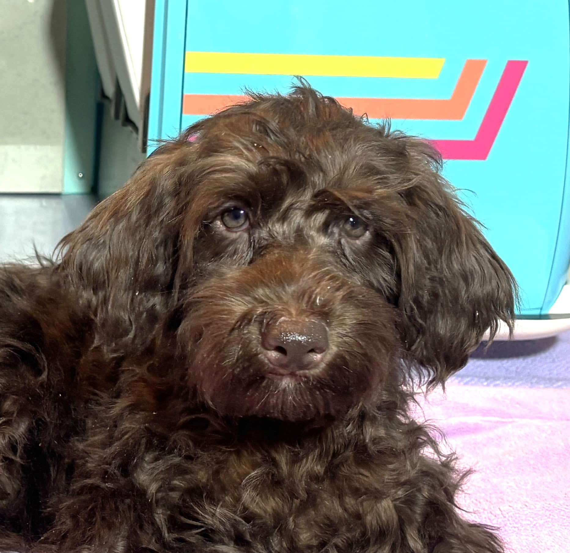 HEIDI – Schnoodle  NOW $2300