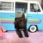 HEIDI – Schnoodle  NOW $2300