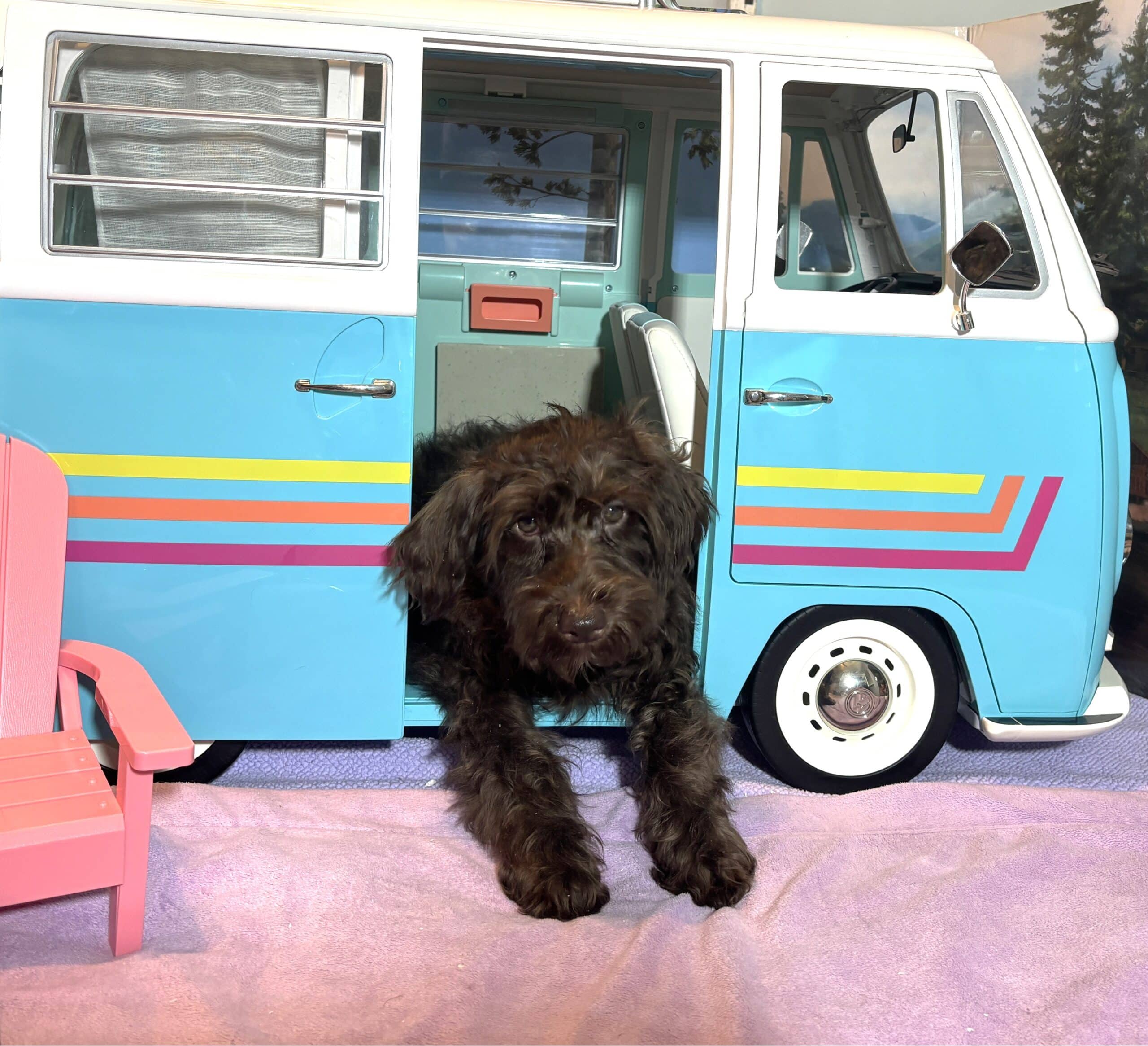 HEIDI – Schnoodle  NOW $2300
