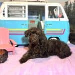 HEIDI – Schnoodle  NOW $2300