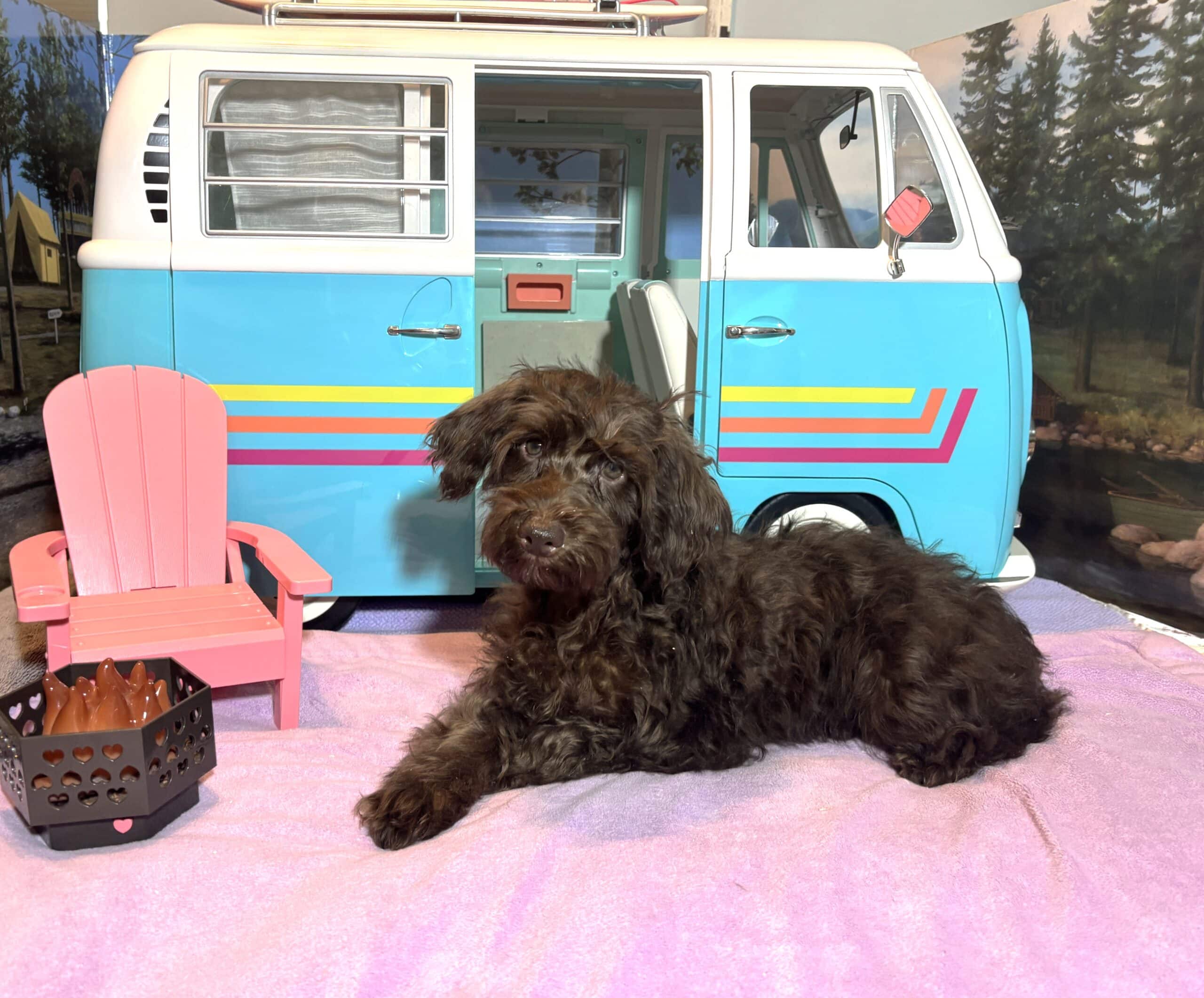HEIDI – Schnoodle  NOW $2300