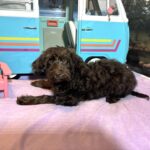 HEIDI – Schnoodle  NOW $2300