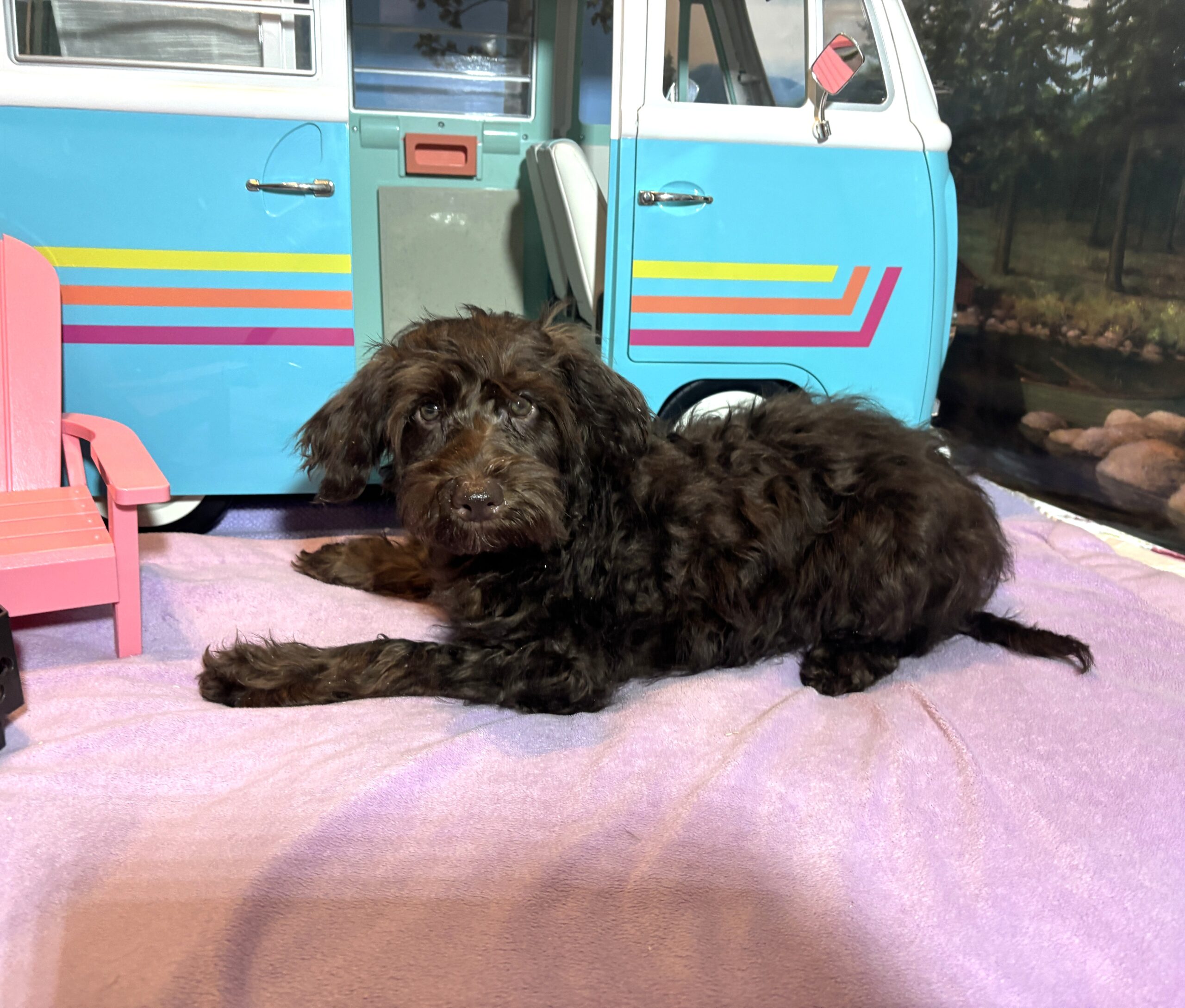 HEIDI – Schnoodle  NOW $2300