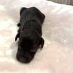 HEIDI – Schnoodle $2300