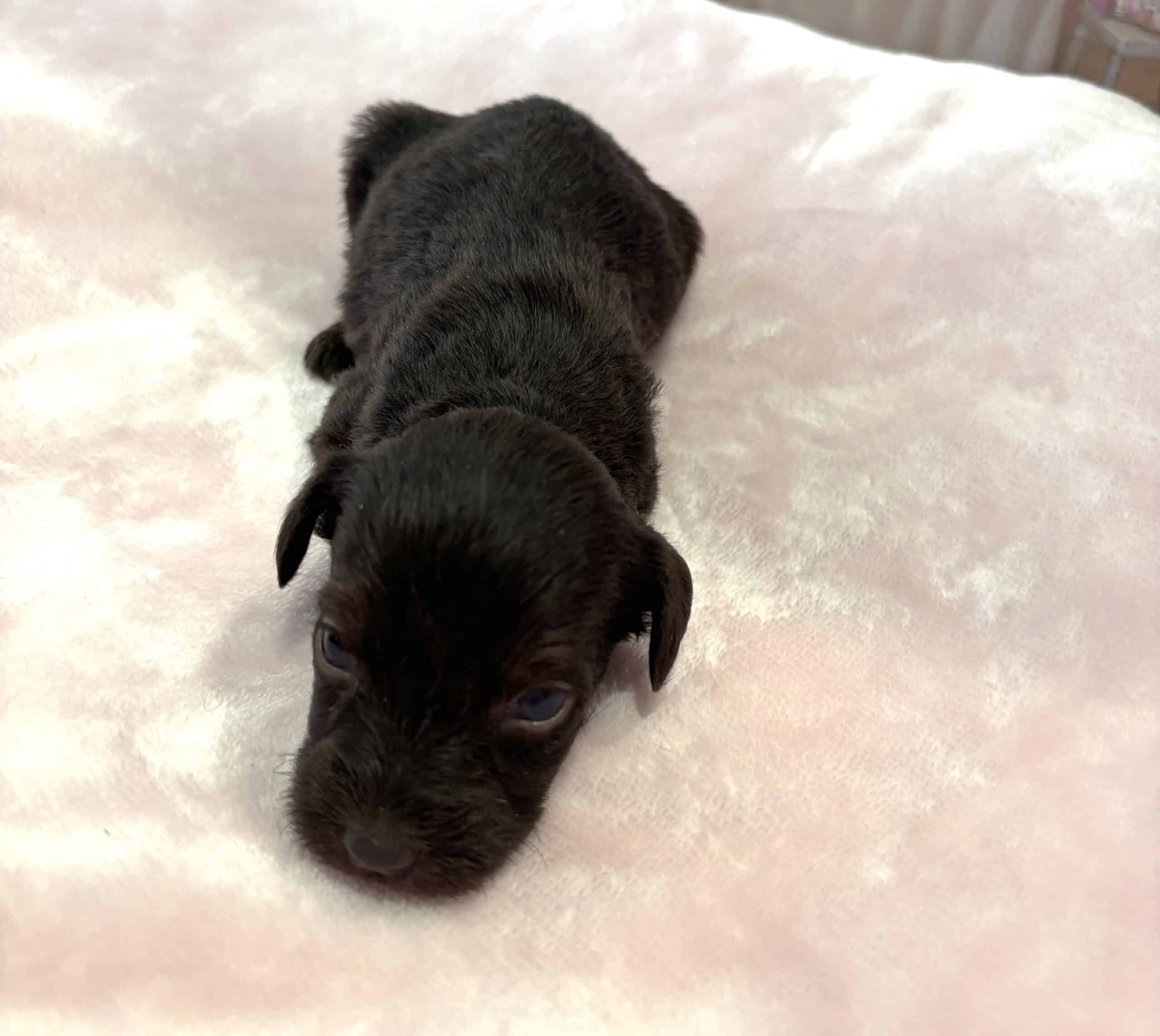 HEIDI – Schnoodle $2300