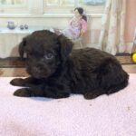 HEIDI – Schnoodle $2300