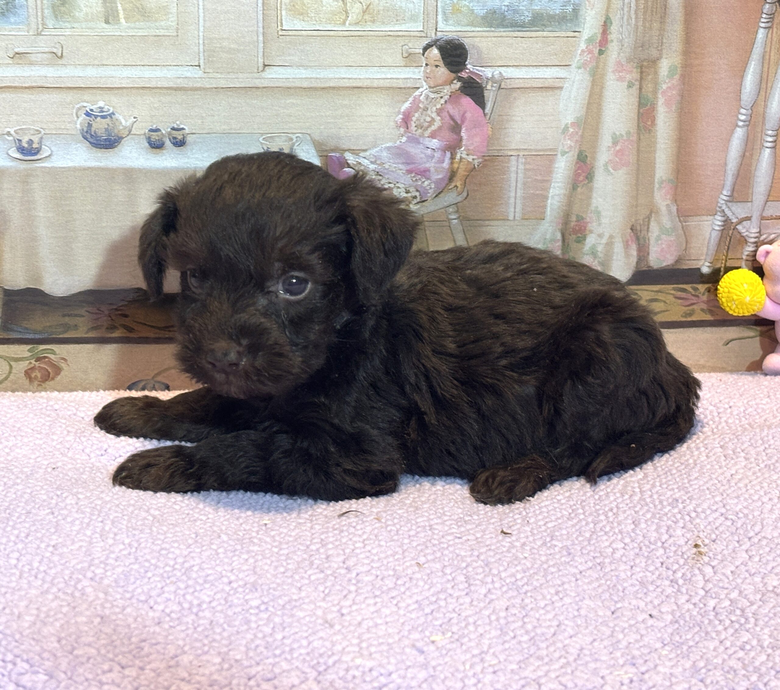 HEIDI – Schnoodle $2300