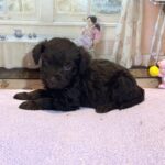 HEIDI – Schnoodle $2300