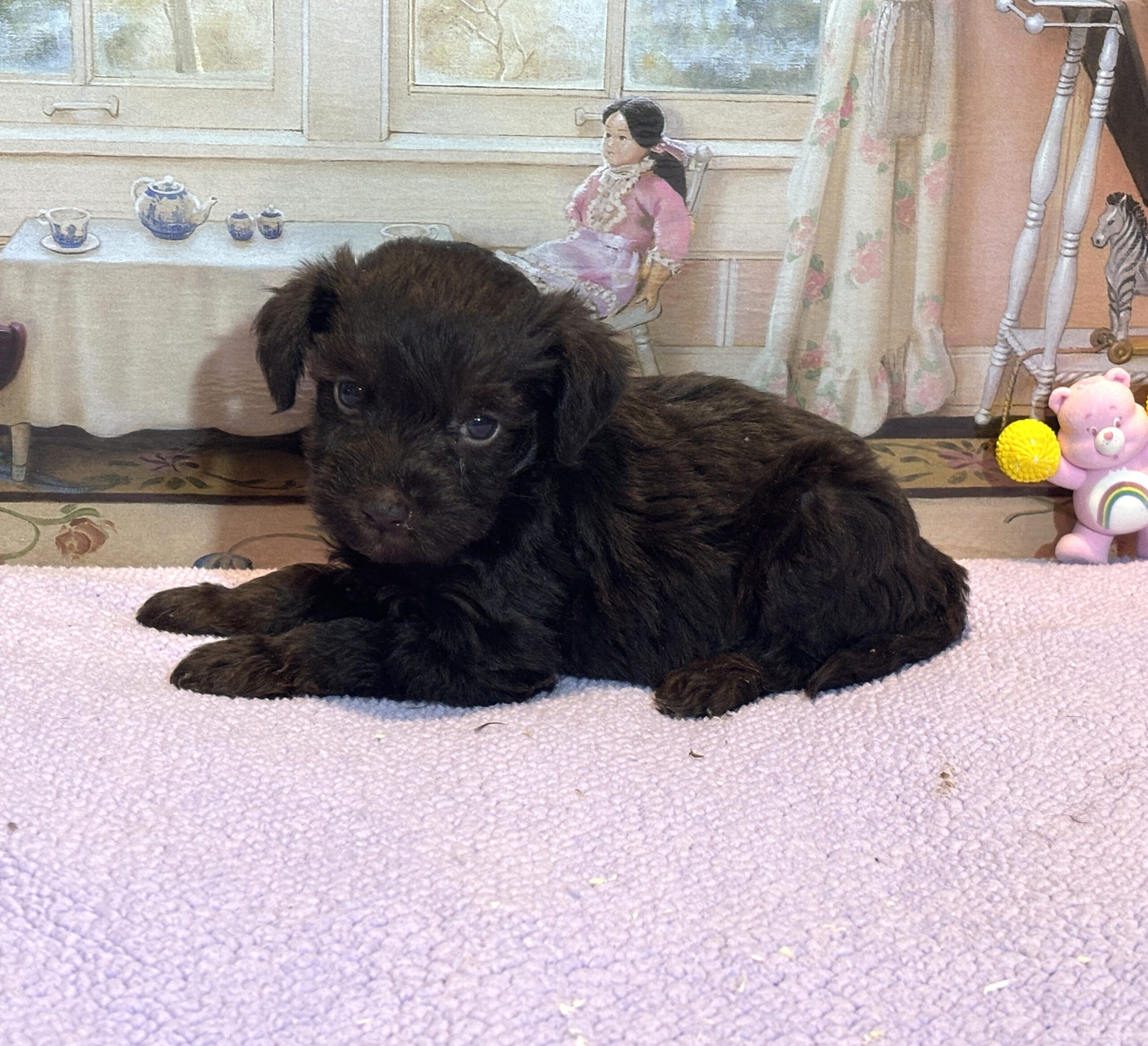 HEIDI – Schnoodle $2300