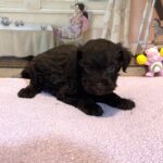 HEIDI – Schnoodle $2300