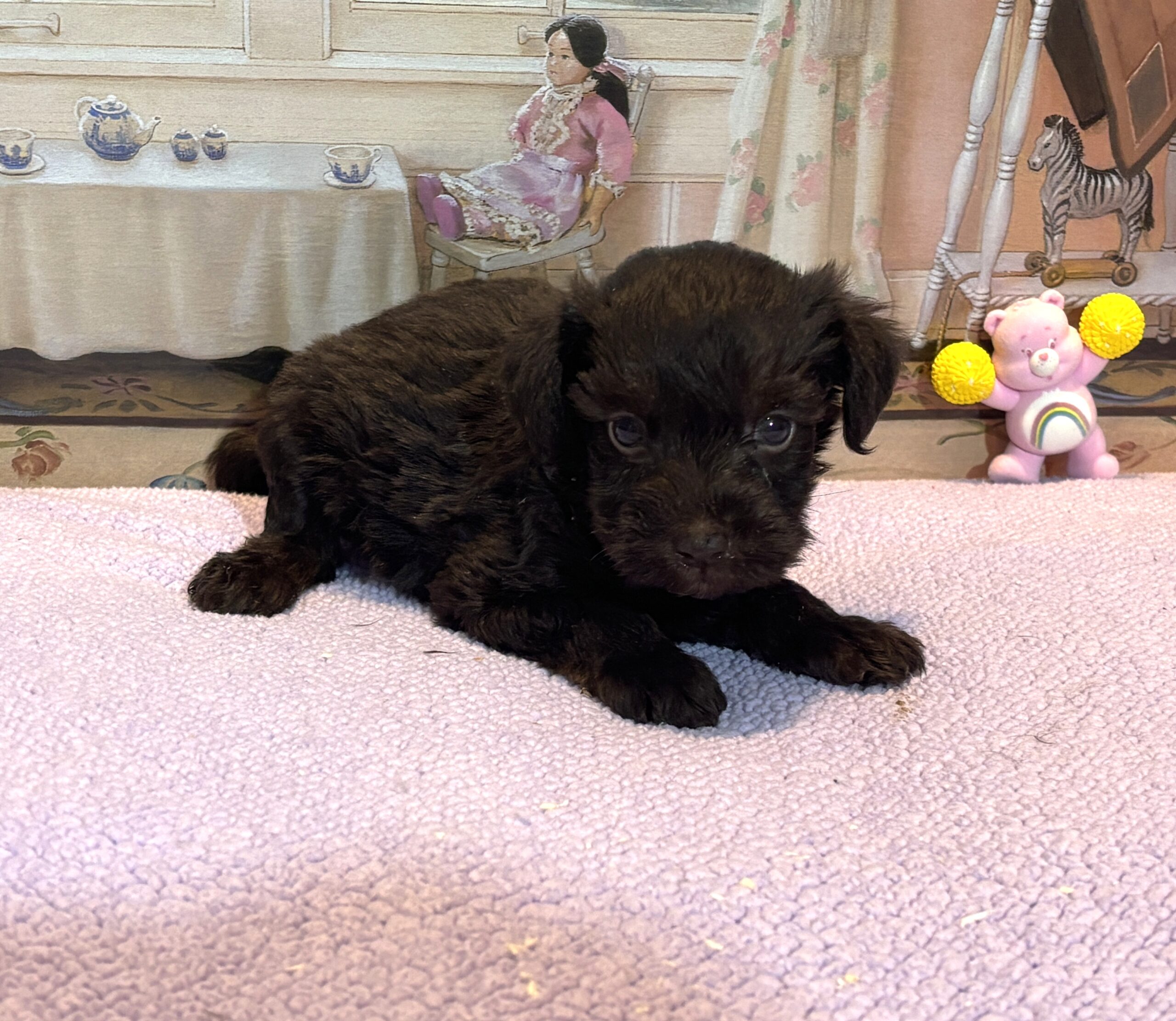 HEIDI – Schnoodle $2300