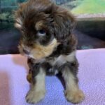 JASPER – Schnoodle $2500