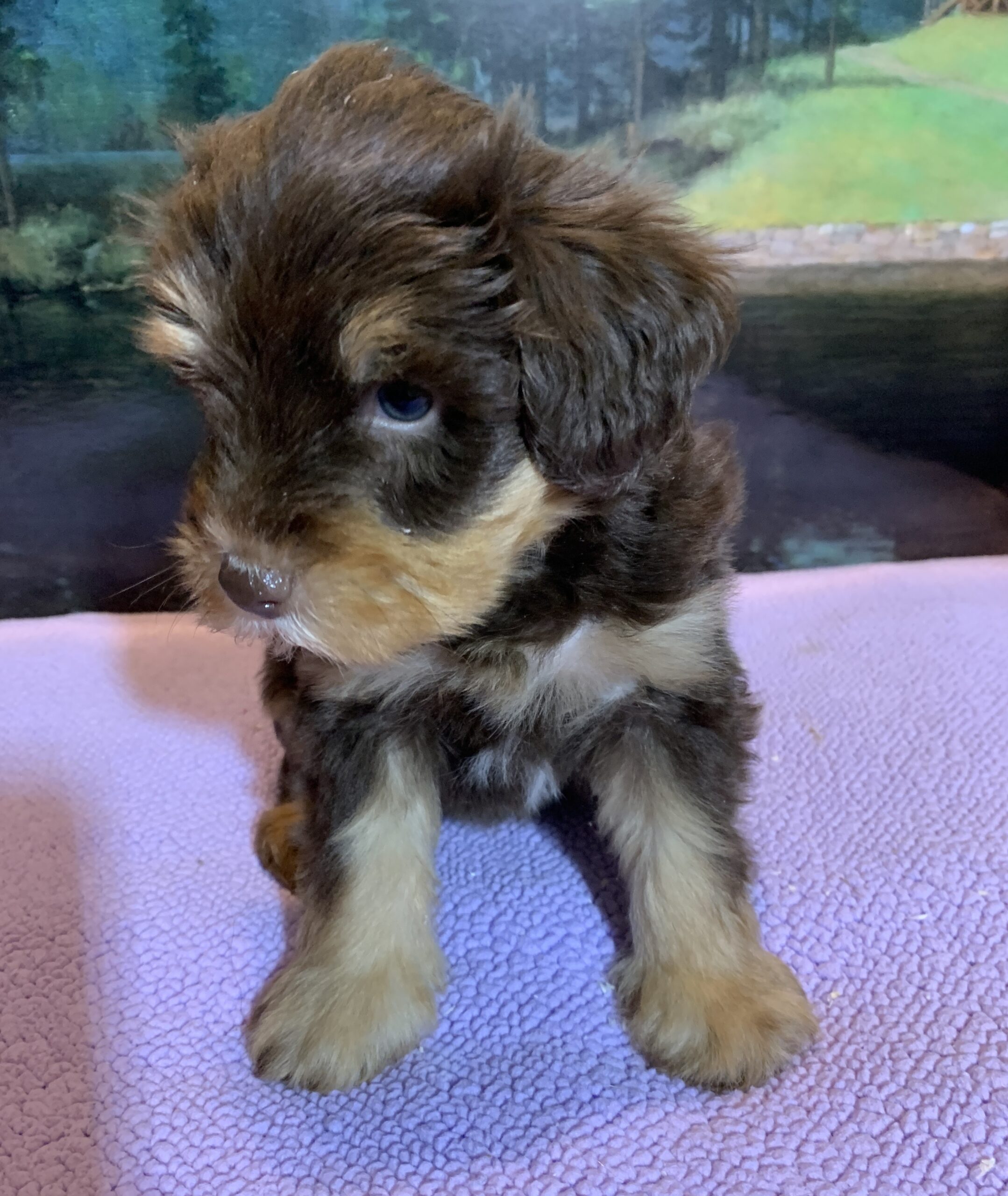 JASPER – Schnoodle $2500