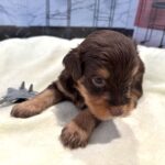 JASPER – Schnoodle $2500