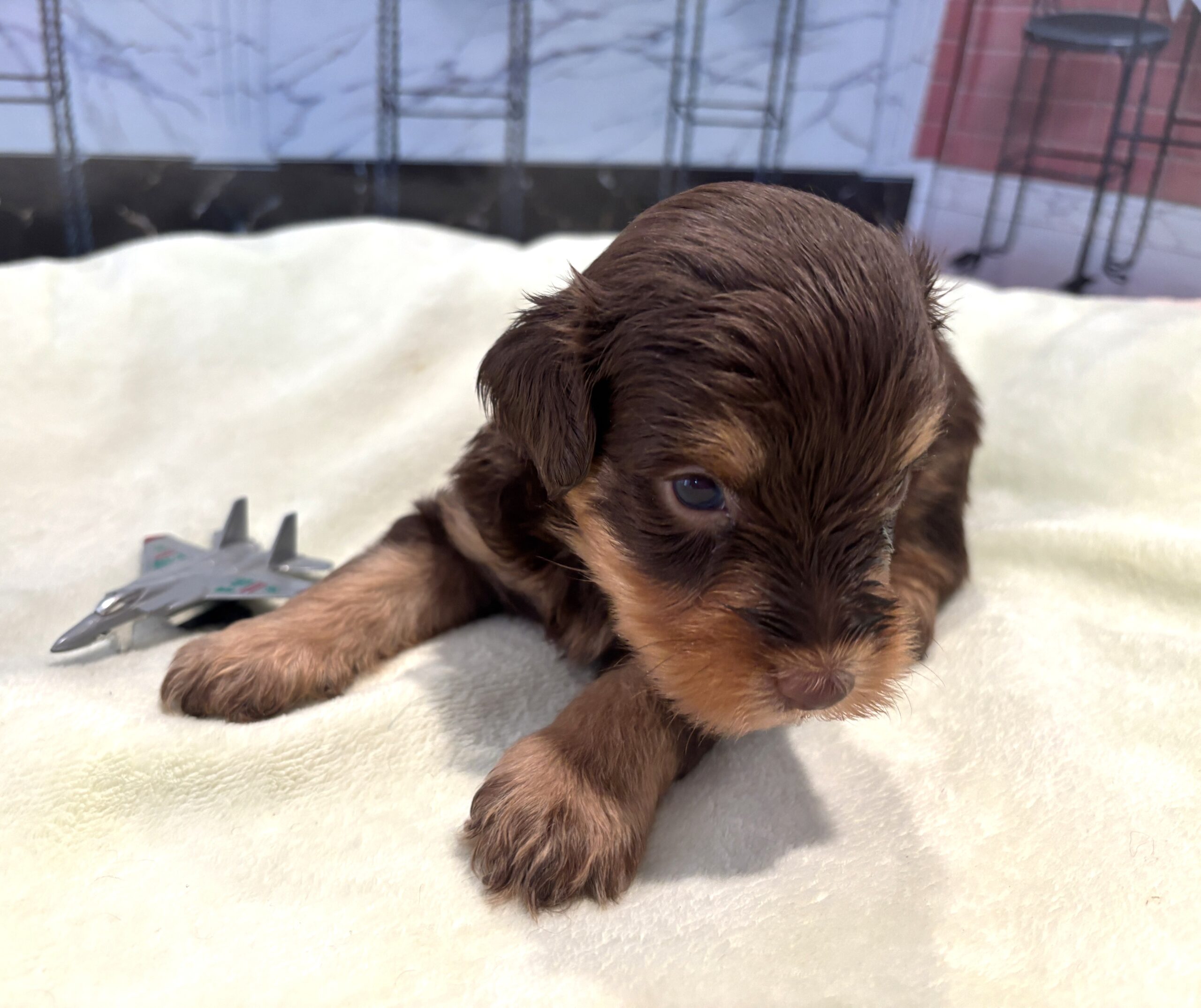 JASPER – Schnoodle $2500