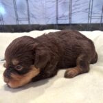 JASPER – Schnoodle $2500