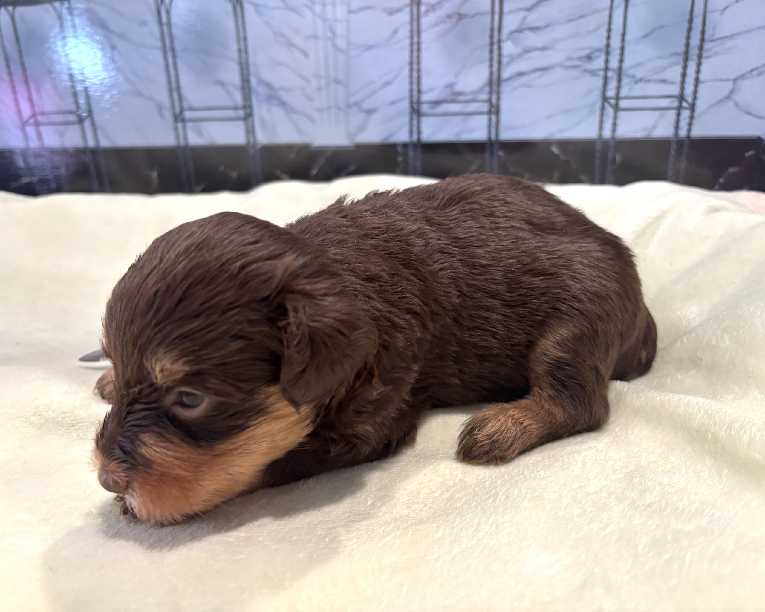 JASPER – Schnoodle $2500