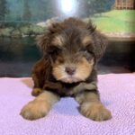 JASPER – Schnoodle $2500