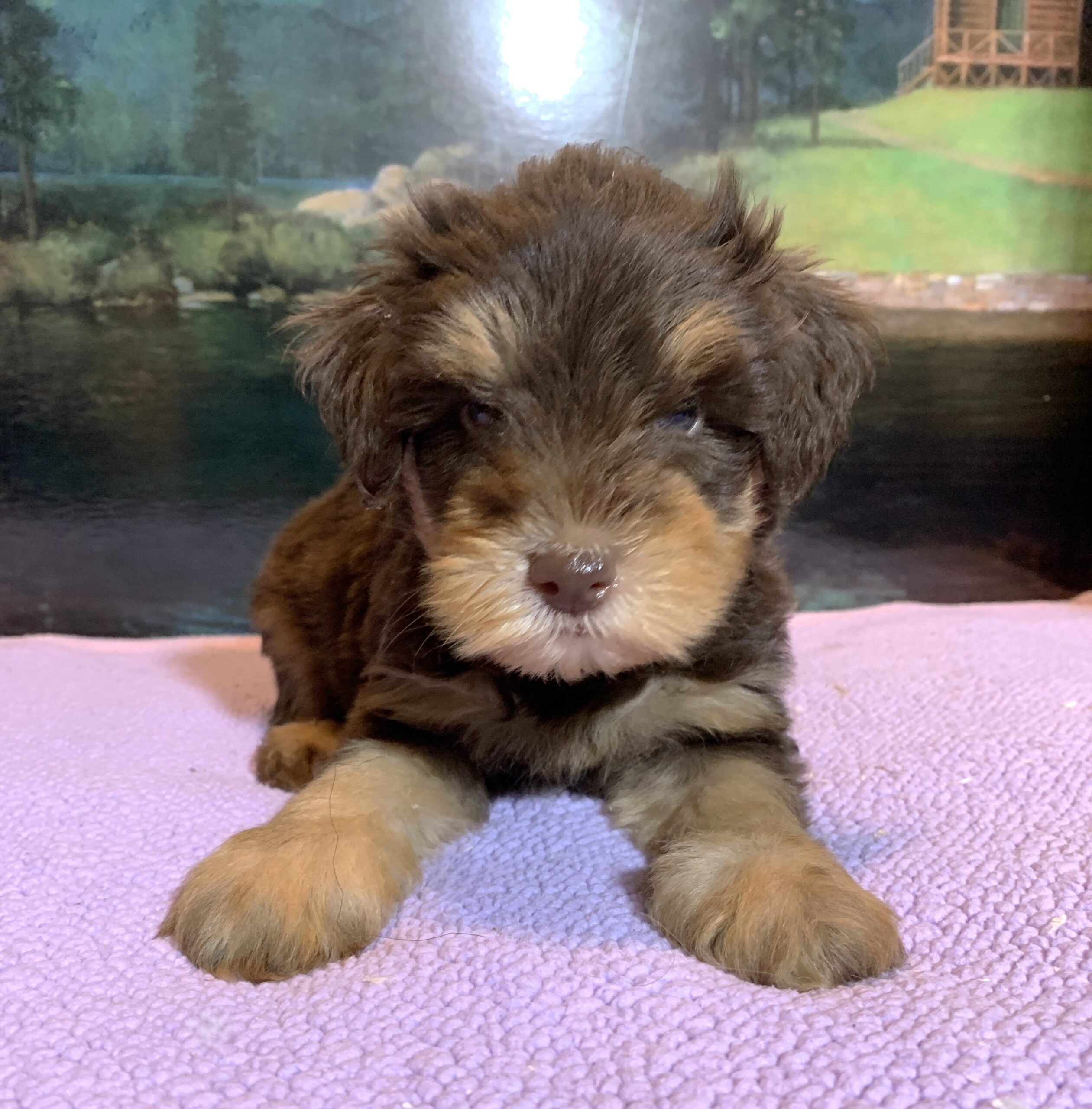 JASPER – Schnoodle $2500
