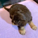 JASPER – Schnoodle $2500