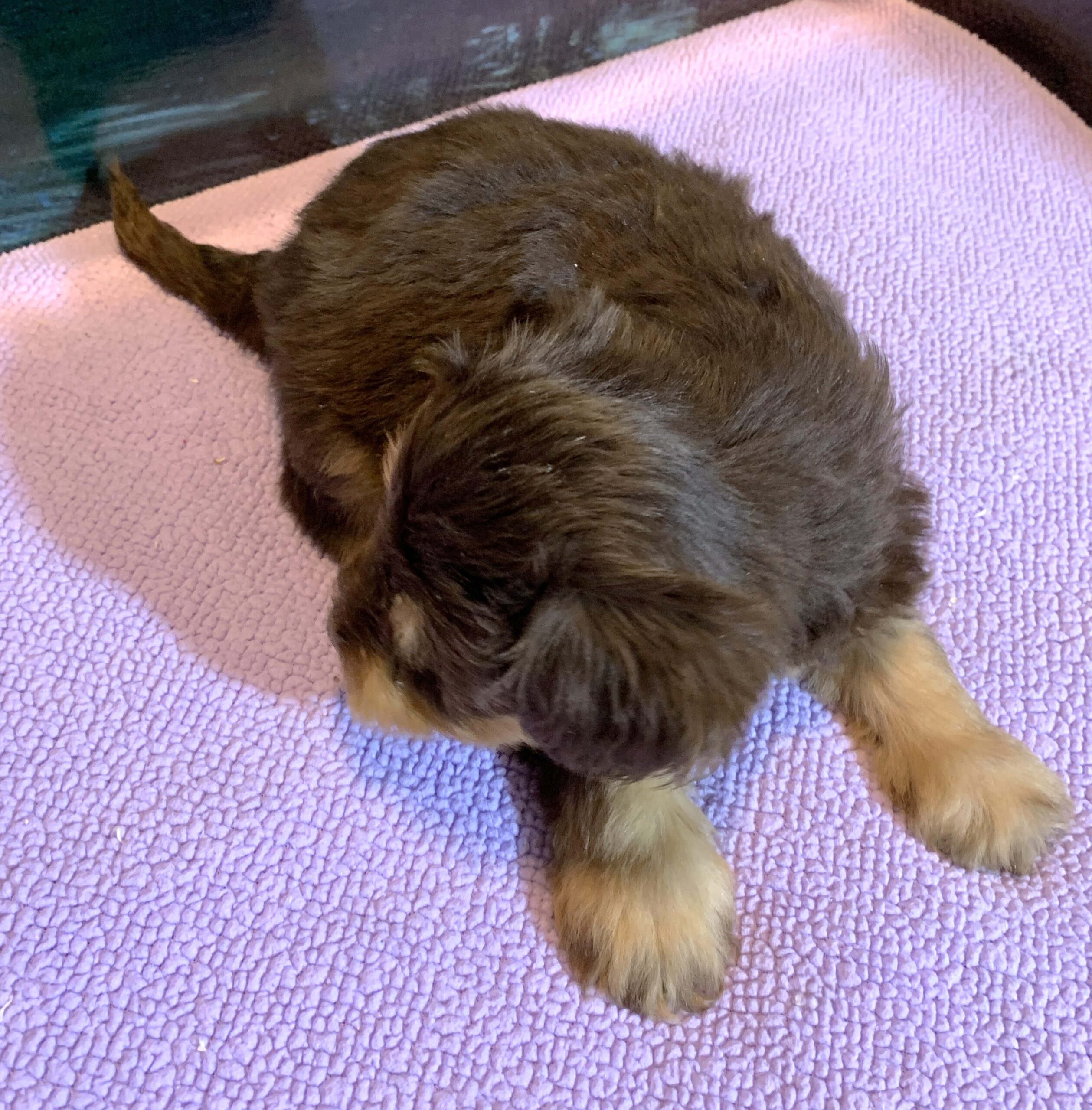 JASPER – Schnoodle $2500