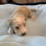 JETSON – Schnoodle $2500