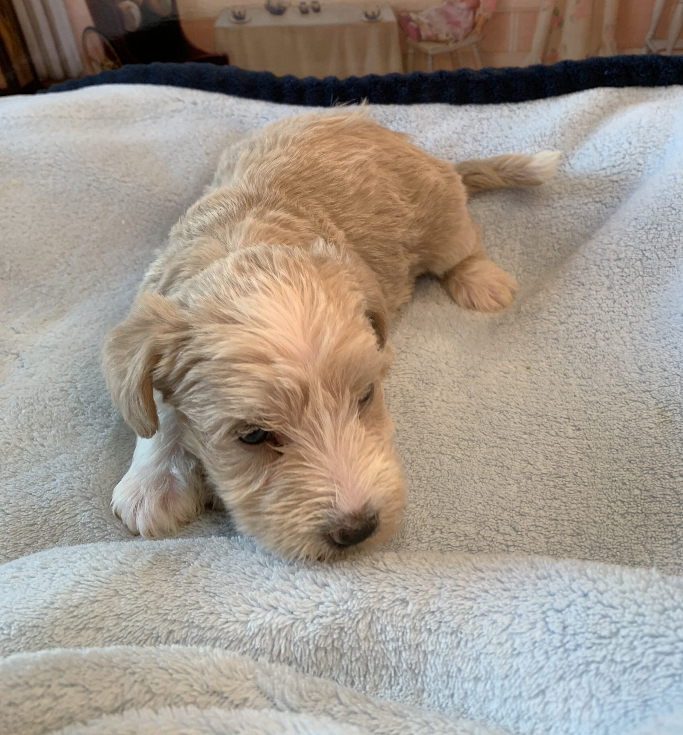 JETSON – Schnoodle $2500