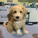 JETSON – Schnoodle $2500