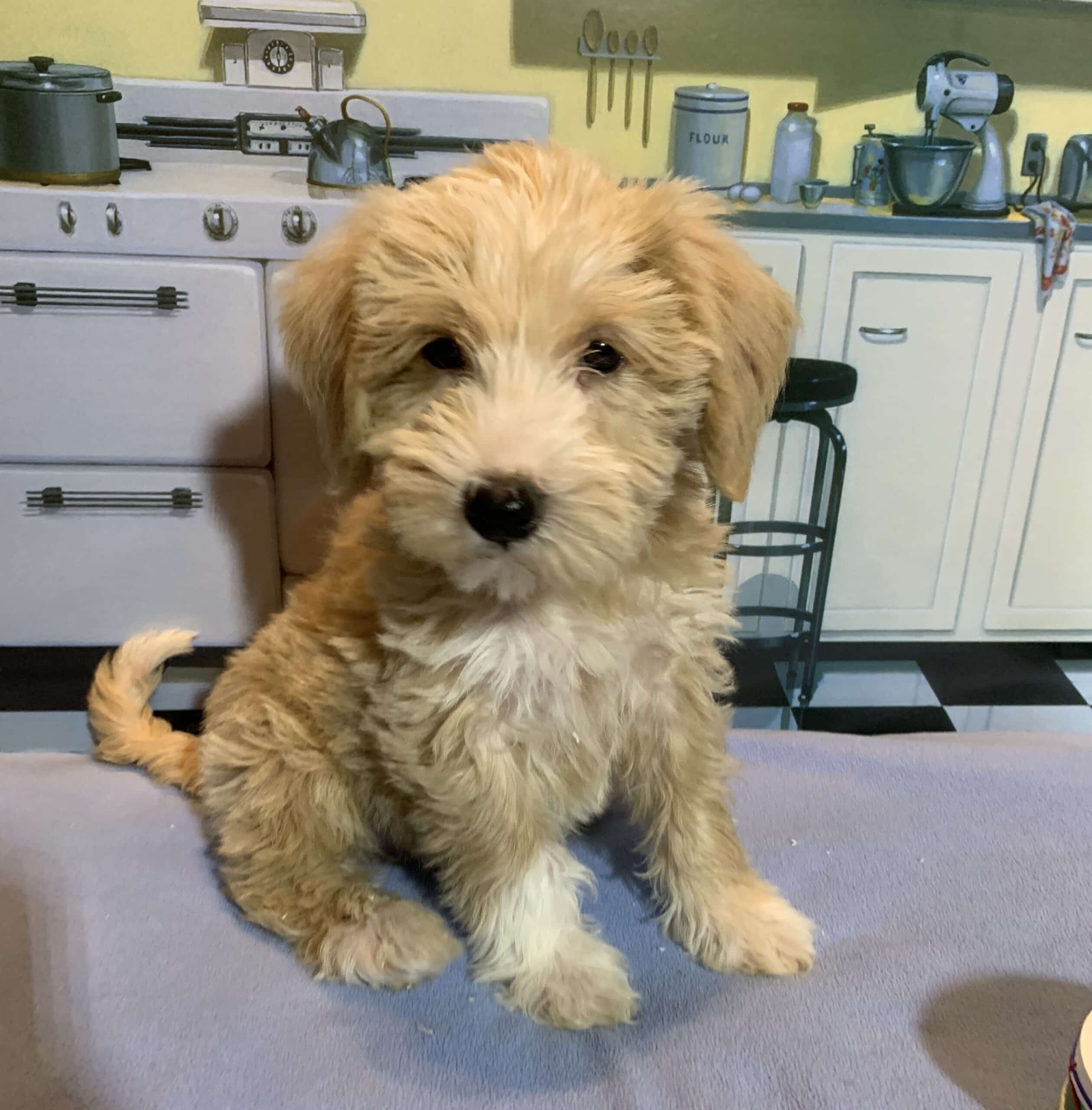 JETSON – Schnoodle $2500