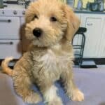 JETSON – Schnoodle $2500