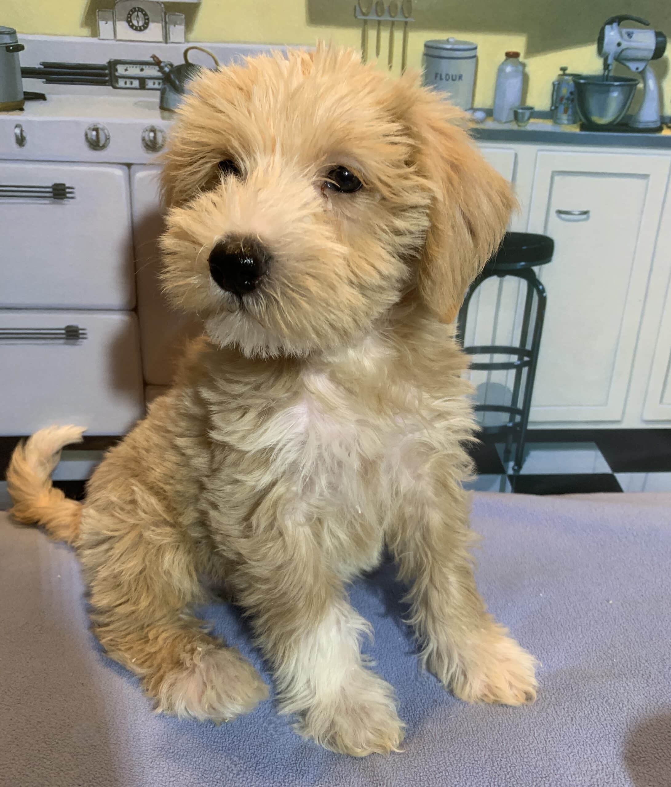 JETSON – Schnoodle $2500