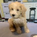 JETSON – Schnoodle $2500