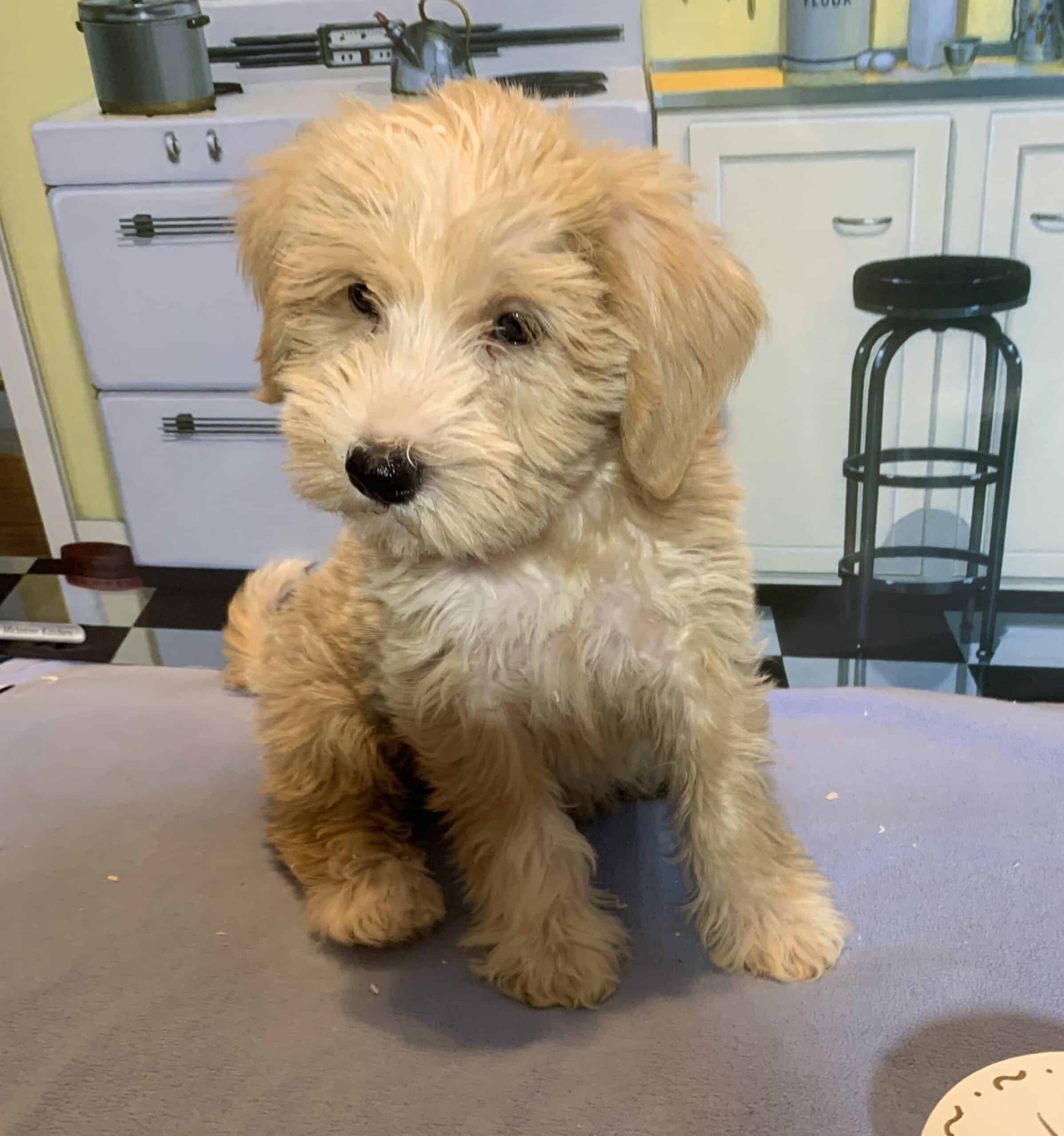 JETSON – Schnoodle $2500