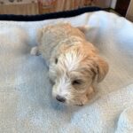 JETSON – Schnoodle $2500