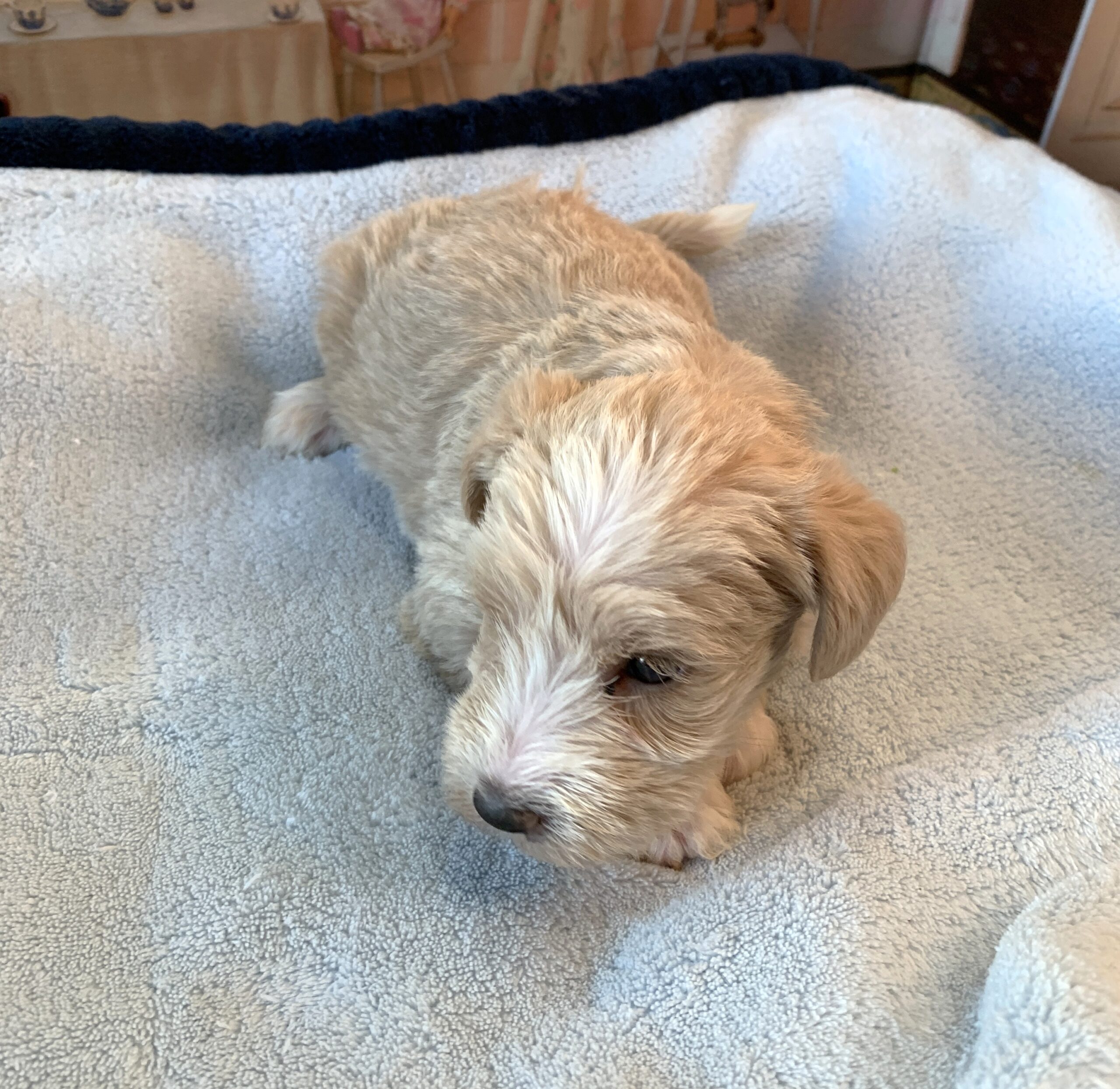 JETSON – Schnoodle $2500