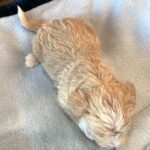 JETSON – Schnoodle $2500