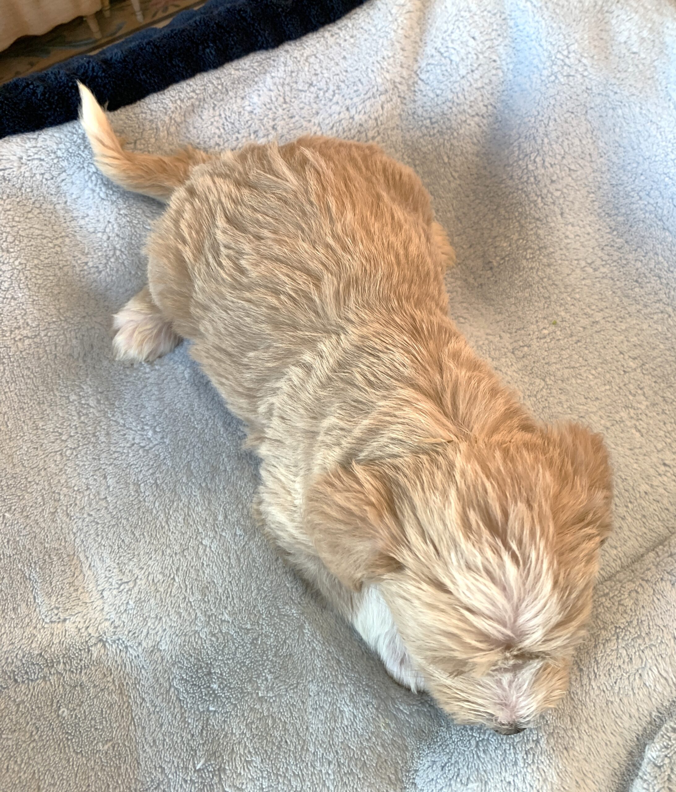 JETSON – Schnoodle $2500