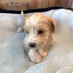 JETSON – Schnoodle $2500