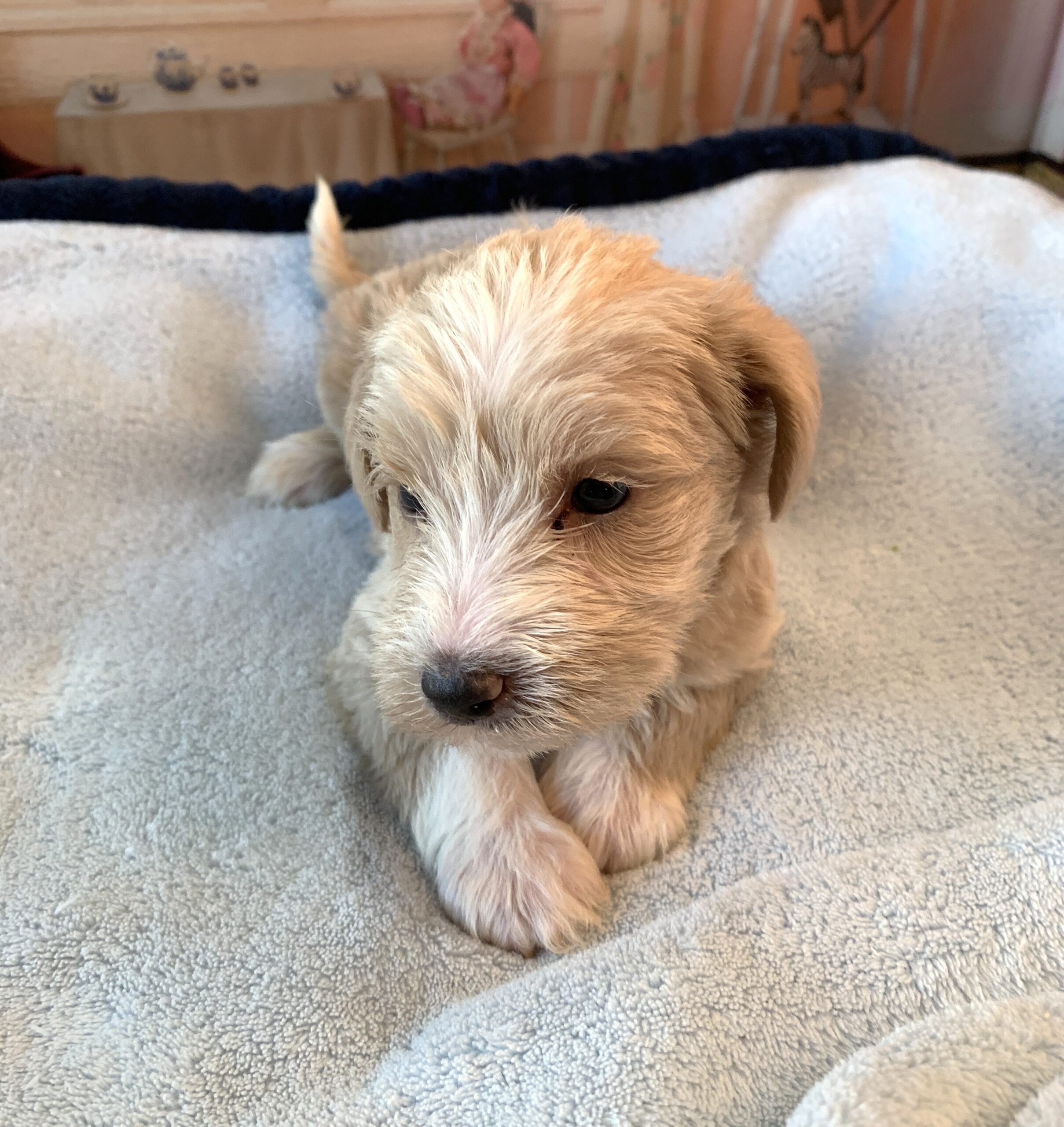 JETSON – Schnoodle $2500