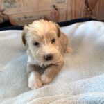 JETSON – Schnoodle $2500