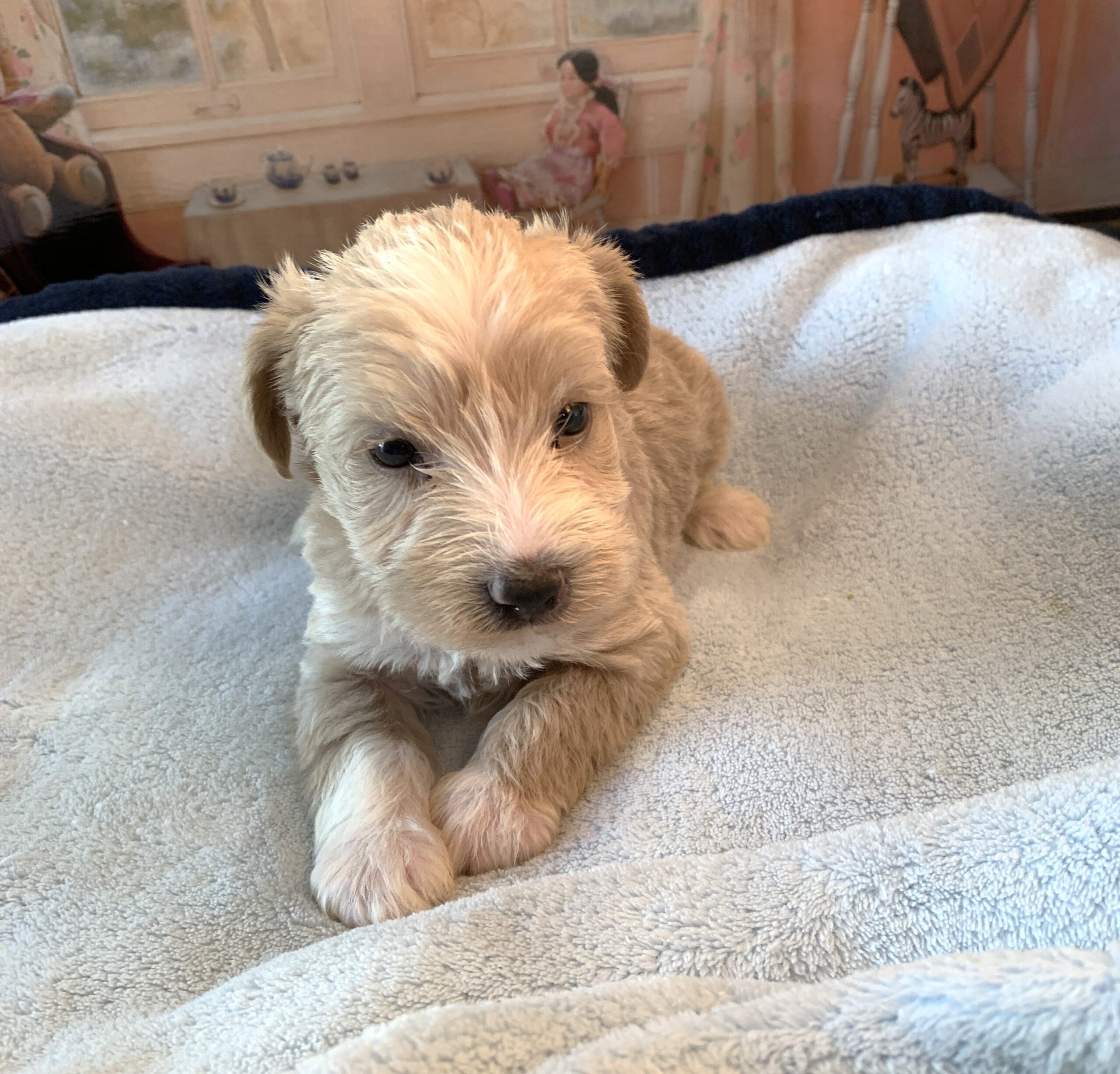 JETSON – Schnoodle $2500
