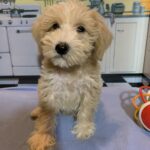 JETSON – Schnoodle $2500
